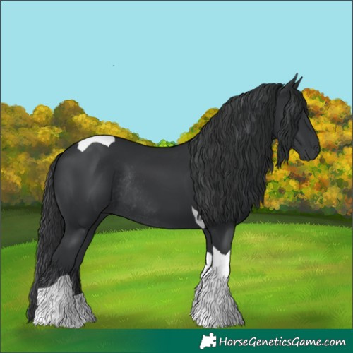 Horse Color:Black Tobiano Rabicano 