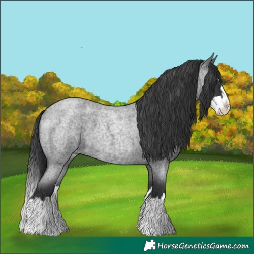 Horse Color:Blue Roan Splash
