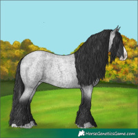 Horse Color:Blue Roan Splash