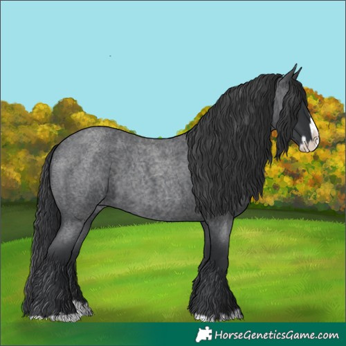 Horse Color:Blue Roan Splash