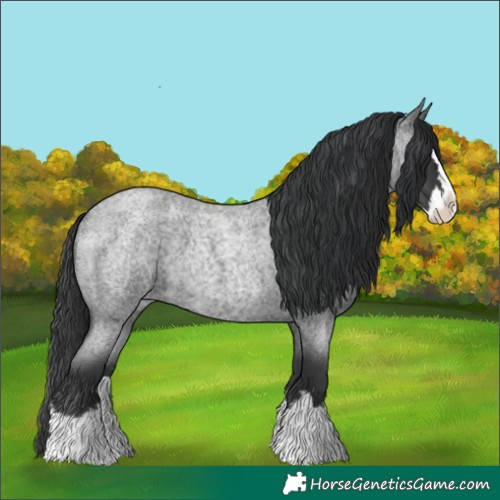Horse Color:Blue Roan Splash 
