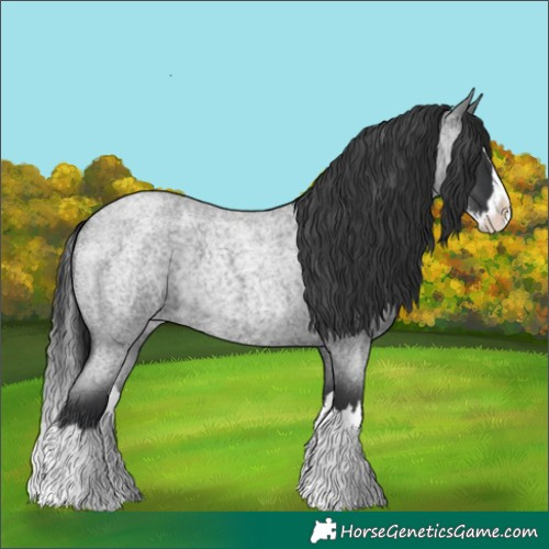 Horse Color:Blue Roan Splash 