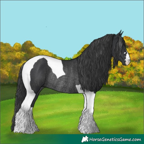 Horse Color:Black Tobiano Rabicano 