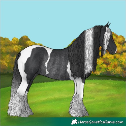 Horse Color:Black Tobiano Rabicano 