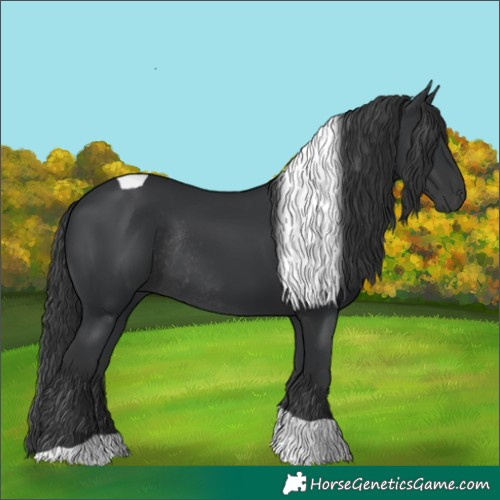 Horse Color:Black Tobiano Rabicano 