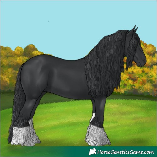 Horse Color:Black Tobiano Rabicano
