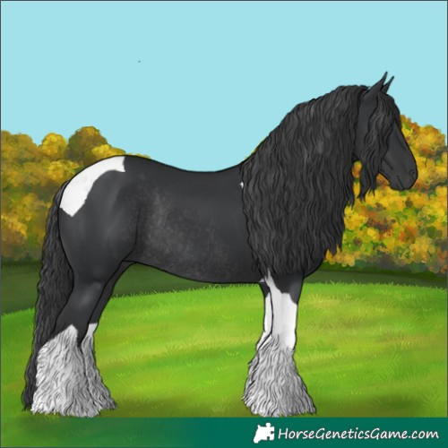 Horse Color:Black Tobiano Rabicano