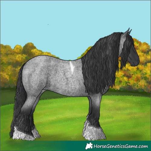 Horse Color:Blue Roan Tobiano