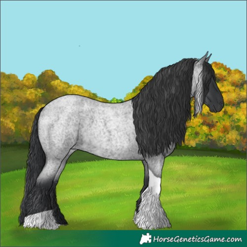 Horse Color:Blue Roan Tobiano