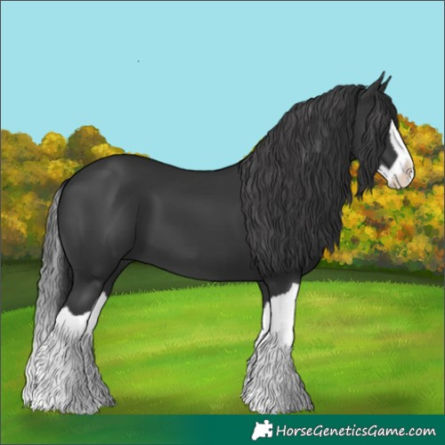 Horse Color:Black Splash