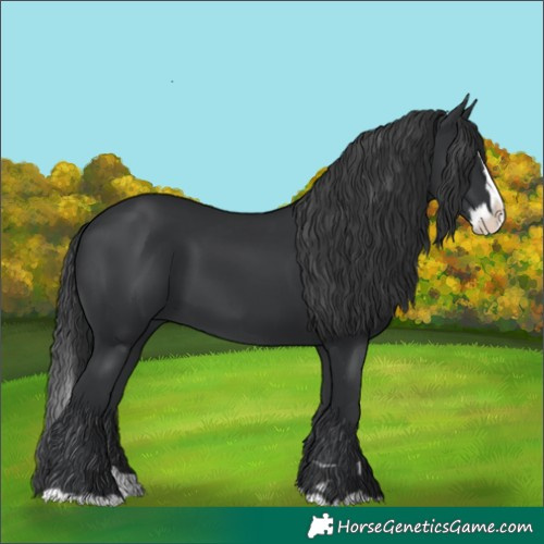Horse Color:Black Splash
