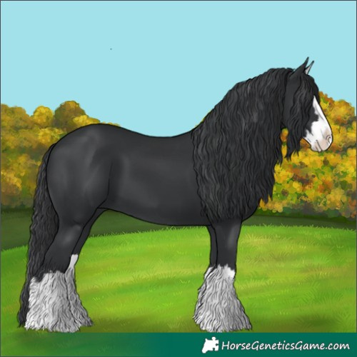 Horse Color:Black Splash 