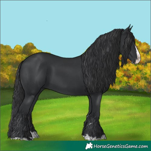 Horse Color:Black Splash