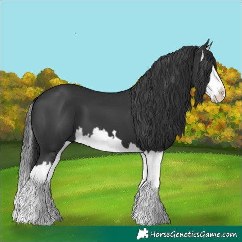 Horse Color:Black Splash