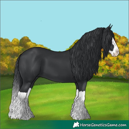 Horse Color:Black Splash