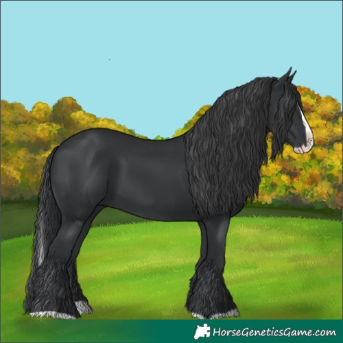 Horse Color:Black Splash