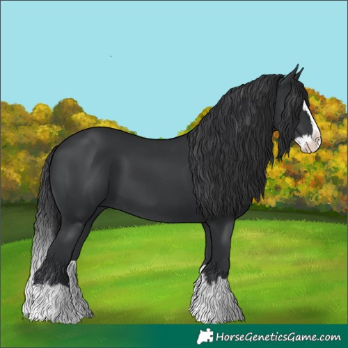 Horse Color:Black Splash