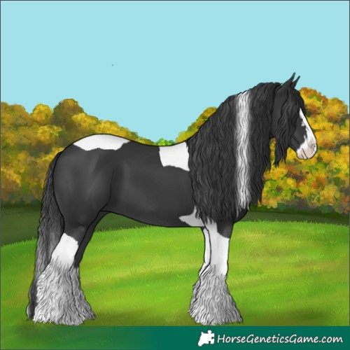 Horse Color:Black Splash Tobiano
