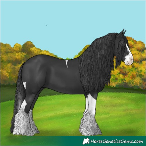Horse Color:Black Splash Tobiano 