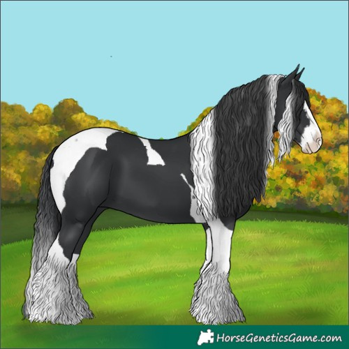 Horse Color:Black Splash Tobiano 