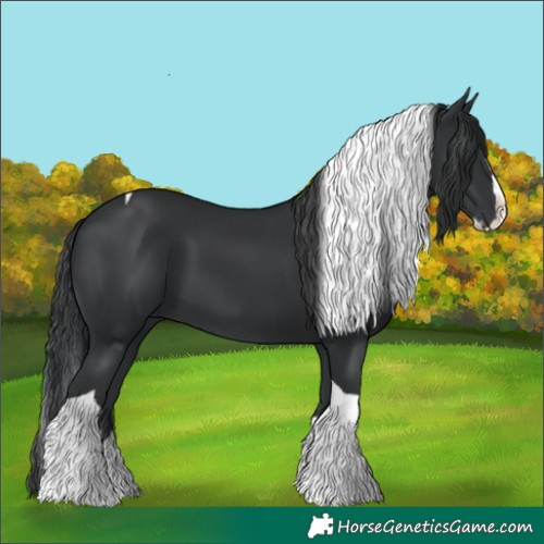 Horse Color:Black Splash Tobiano