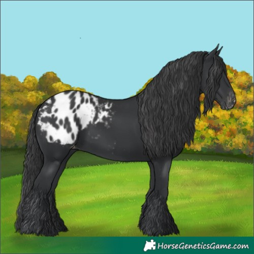 Horse Color:Black Blanket