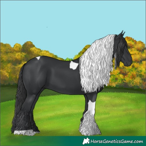 Horse Color:Black Tobiano 
