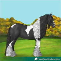 Horse Color:Black Tobiano