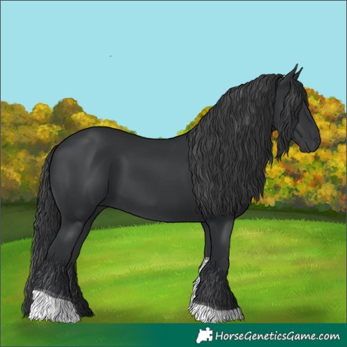 Horse Color:Black Tobiano