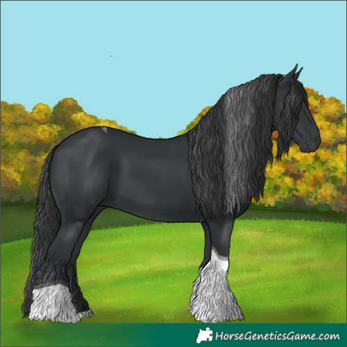 Horse Color:Black Tobiano