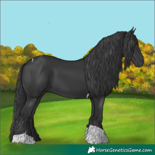 Horse Color:Black Tobiano