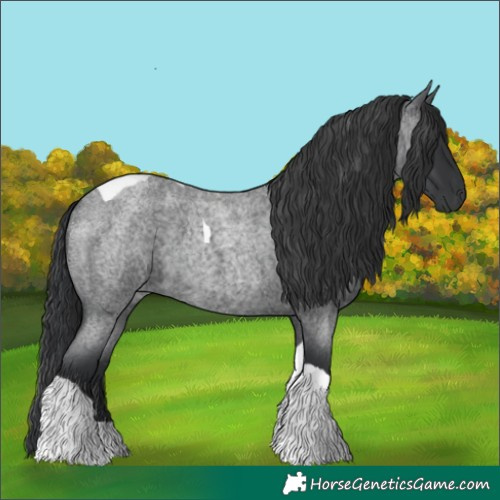 Horse Color:Blue Roan Tobiano