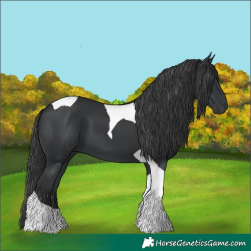 Horse Color:Black Tobiano 