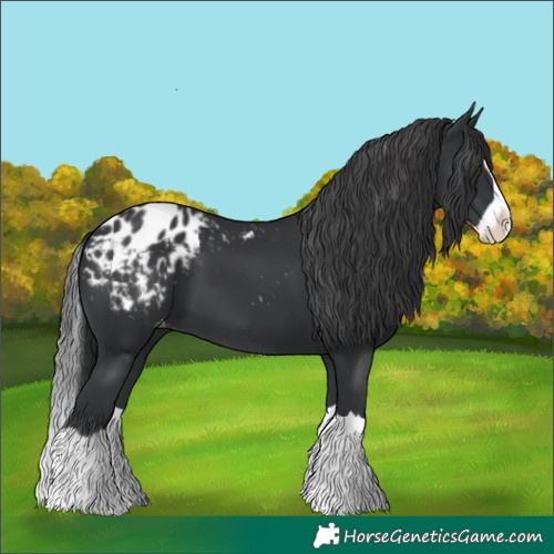 Horse Color:Black Splash Blanket 