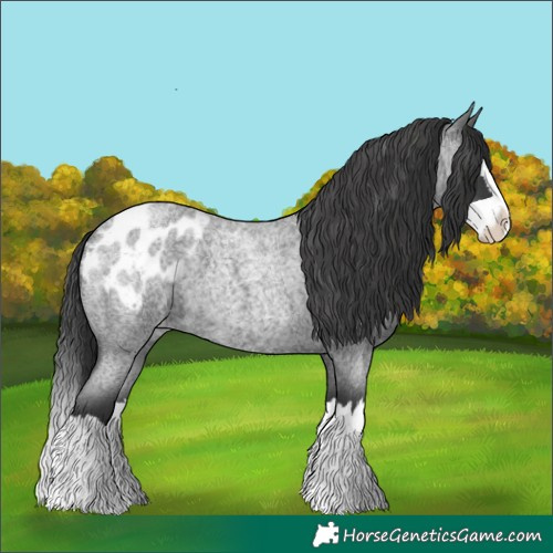 Horse Color:Blue Roan Splash Blanket 