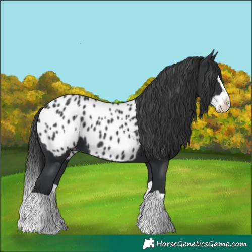 Horse Color:Black Splash Blanket 