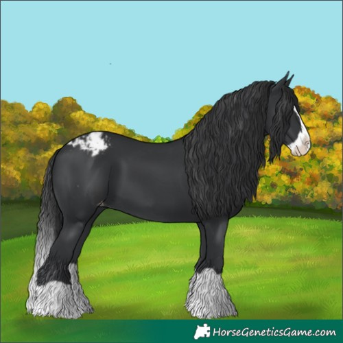Horse Color:Black Splash Blanket