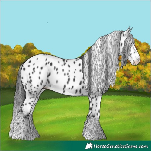 Horse Color:Black Splash Frame Leopard 