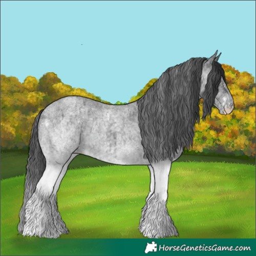 Horse Color:White Spotted Blue Roan Rabicano  and White Spotted Blue Roan Rabicano 