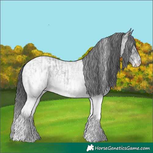 Horse Color:White Spotted Blue Roan Rabicano and White Spotted Blue Roan Blanket Rabicano