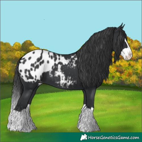 Horse Color:Black Splash Blanket