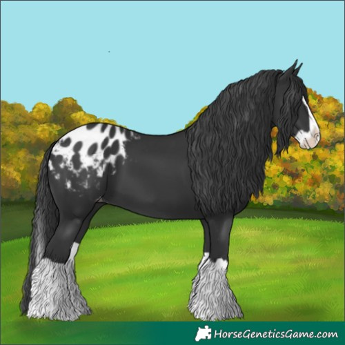 Horse Color:Black Splash Blanket