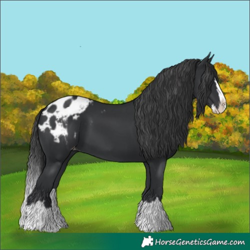 Horse Color:Black Splash Blanket