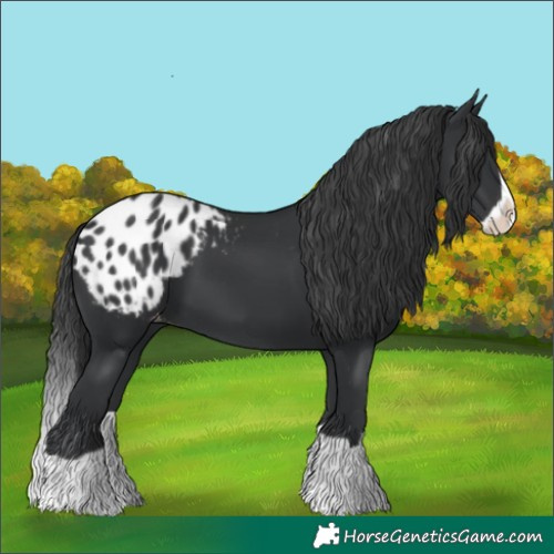 Horse Color:Black Splash Blanket