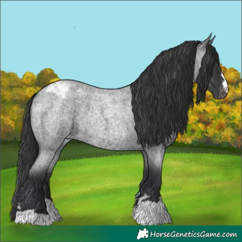 Horse Color:Blue Roan Varnish Rabicano