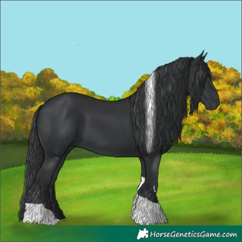 Horse Color:Black Tobiano