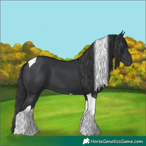 Horse Color:Black Tobiano