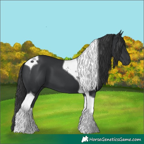 Horse Color:Black Tobiano