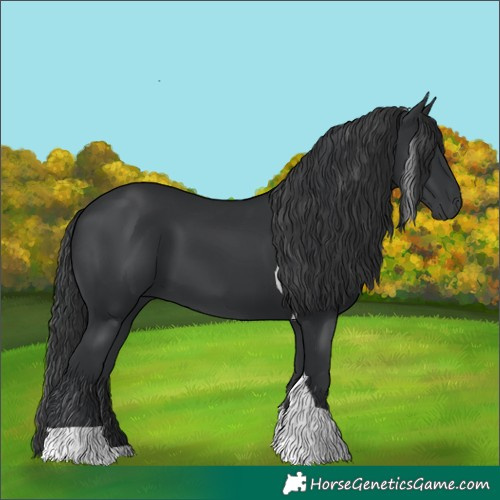 Horse Color:Black Tobiano 