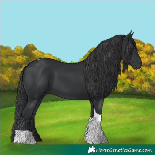 Horse Color:Black Tobiano 